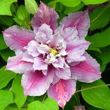 We did not find results for: Clematis Piilu
