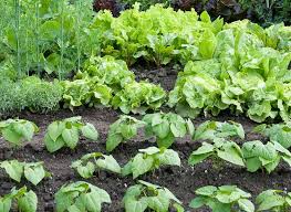 We did not find results for: How To Plant Fertilize And Harvest Garden Vegetables