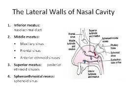 Anatomy Of Nose And Paranasal Sinus By The