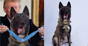 Belçika kurdu, bilindiği üzere yeryüzündeki en değerli familyası köpek olan ırklarından birisidir. Belcika Malinois Cinsi Kopegin Fiyati Trump In Paylasimiyla 10 Katina Cikti