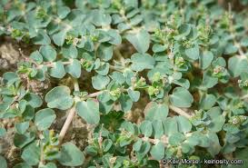 Image result for Euphorbia serpens