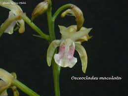 Image result for Oeceoclades maculata