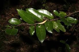 Image result for Huberantha