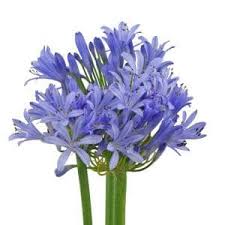 Agapanthus good for wedding bouquets. Agapanthus Blossom Plus