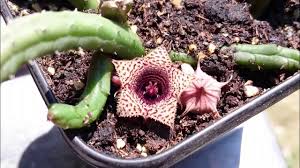 Image result for Huernia volkartii