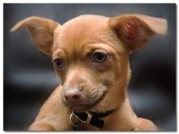 Teacup Chihuahuas Separating The Facts From The Fiction