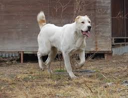 Big Dog Alabai Strong Kangal Dog Dog Lovers Dogs