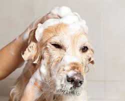 The compassionate professionals at amigone funeral home and cremation services (formerly known as the joseph k quinn funeral home) in orchard park, ny, strive to make the process as seamless and caring as possible by providing a variety of service options to meet your needs. Orchard Park Pet Spa Home Facebook