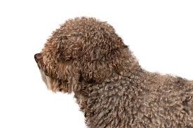 While they are puppies, these dogs are usually less active but as. Spanish Water Dog Dog Breed Information