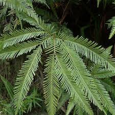 Image result for Sticherus