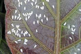 Image result for whitefly in cucumber