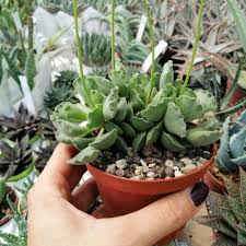 They adore bright light and good airflow. Caring For Adromischus Cristatus Crinkle Leaf Plant Or Key Lime Pie