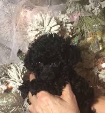 No puppy is held without a deposit. Beautiful Black Teacup Poodles Puppies For Sale In Texas 254 434 9449 Www Puttinontheritzpoodles Com Poodle Puppy Teacup Poodle Puppies Tea Cup Poodle
