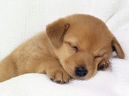 The sheer cuteness of this puppy is too much for us to handle. Really Really Cute Puppies Cheap Online