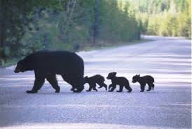 Glacier National Park Mt Animals Beautiful Animals Glacier National Park