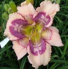Daylily Hemerocallis Whale Tails Hansen 2009 Day Lilies Daylily Garden Beautiful Flowers