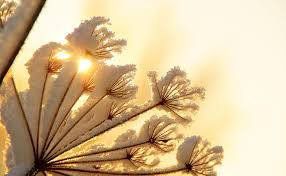 We did not find results for: Sinar Matahari Musim Dingin Bunga Dandelion Musim Musim Dingin Alam Wallpaper Hd Wallpaperbetter