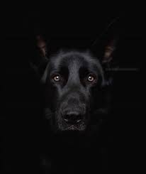 Black Beauty Black German Shepherd Dog German Shepherd Photos German Shepherd Dog Funny