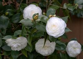 My White Camellias Are In Bloom White Camellia Camellia Camelia Tree