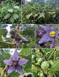 Image result for Solanum schumannianum