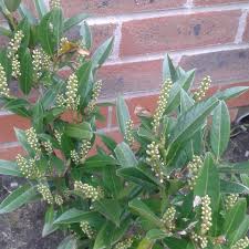 Jul 09, 2021 · prunus l. Prunus Laurocerasus Schipkaensis Cherry Laurel Schipkaensis Uploaded By Bloom