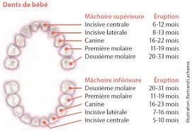 J = jour + m + a + b la réponse obtenue pour j indique le. Dents De Bebe Mieux Vivre Avec Notre Enfant De La Grossesse A Deux Ans Inspq