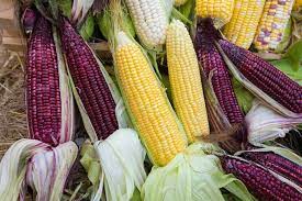 The Best 11 Varieties Of Sweet Corn To Grow At Home Gardener S Path