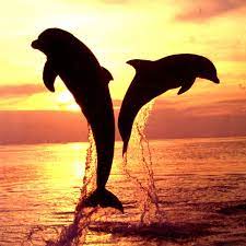 Dolphin Pic Dolphins Photography Inspiration Nature Water Animals