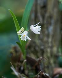 Image result for Polystachya galeata