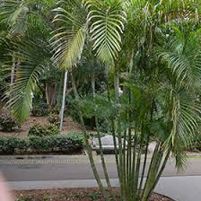 Image result for Dypsis lutescens