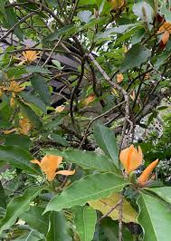 Image result for Magnolia champaca
