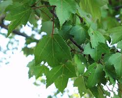 October glory mapleacer rubrum 'october glory'. Ufei Selectree A Tree Selection Guide