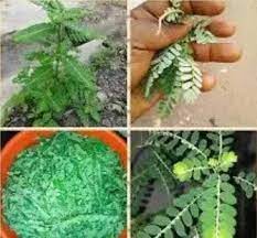Ghezzal'ın sağdan kullandığı köşe vuruşunda akintola ters bir kafa vuruşuyla topu kendi ağlarına gönderdi. Boil Moringa Leaf And Akintola Leaf For Minites To Treat These Health Issues Health Nigeria