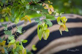 Image result for Colophospermum mopane