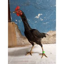 Ayam ayam 100 asli indonesia cintailah produk produk. Ayam Indukan Birma Kaisar Jengger Wilah Shopee Indonesia