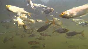 Maybe you would like to learn more about one of these? Pesti In Delta Dunarii Youtube