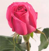 Send flowers in texas at send flowers. Wholesale Roses Usa Wholesale Roses Italian Wholesale Roses Suppliers Florist Vendors California Roses In Usa And Canada Vendors Roses Flowers Wholesale Roses California Orchids Suppliers Roses Wholesale Vendors Usa Flowers Florist Roses