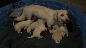 Retrievers Friends Of St Louis Home Facebook