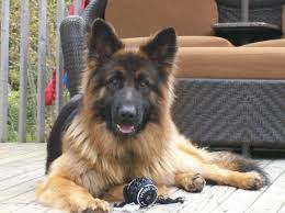The Long Haired German Shepherd A Noble And Hard Working Service Dog Breed Puppy To German Shepherd Puppies Long Haired German Shepherd German Shepherd Dogs