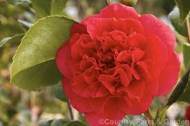 Camellia Kramer S Supreme A Mildly Scented Camellia Japonica Cultivar With Large Peony Form Flowers It Was Introduced By Kramer Bros Japonica Flowers Photo