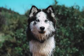 Samoyed Husky Mix Hellobark