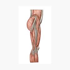 Leg muscle sport trauma and bone pain labeled diagram. Anatomy Of Human Thigh Muscles Anterior View Photographic Print By Stocktrekimages Redbubble