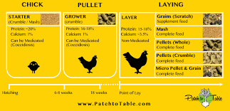 Download Ultimate Guide To Chicken Feed Types Mash Pellets Crumble