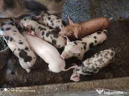 See more of purcei de vanzare on facebook. Porci Pietrain De Vanzare Adroi Zoo