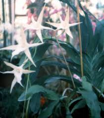 Image result for Angraecum conchiferum
