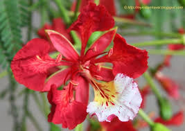 Maybe you would like to learn more about one of these? My India Travel Flowering Tree Red Gulmohar Flowering Trees Flame Tree Tree