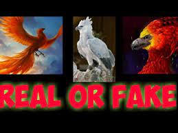 Here are only the best phoenix bird wallpapers. Phoenix Bird Amazing Facts Phoenix Bird Real Vs Fake Bhuvan Tech Bt Bt Youtube