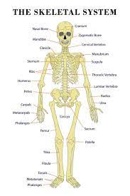 The Skeletal System Anatomical Chart Scientific Poster Print Print Allposters Com Scientific Poster Skeletal System Fun Anatomy