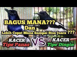 Bagus Mana Kacer Tipe Panas Atau Kacer Tipe Dingin Jika Untuk Lomba Dan Cepat Juara Youtube
