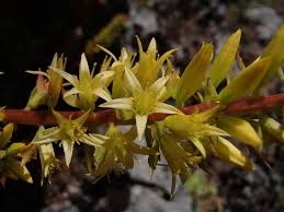 Image result for Umbilicus botryoides